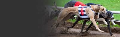 greyhound handicapping secrets|Betting secrets from America's No. 1 expert A PRO'S GUIDE TO .